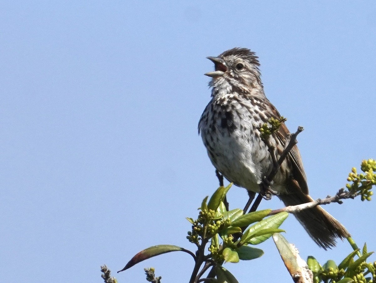 Song Sparrow - Cliff Halverson