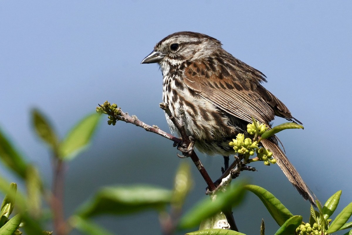 Song Sparrow - ML619782801