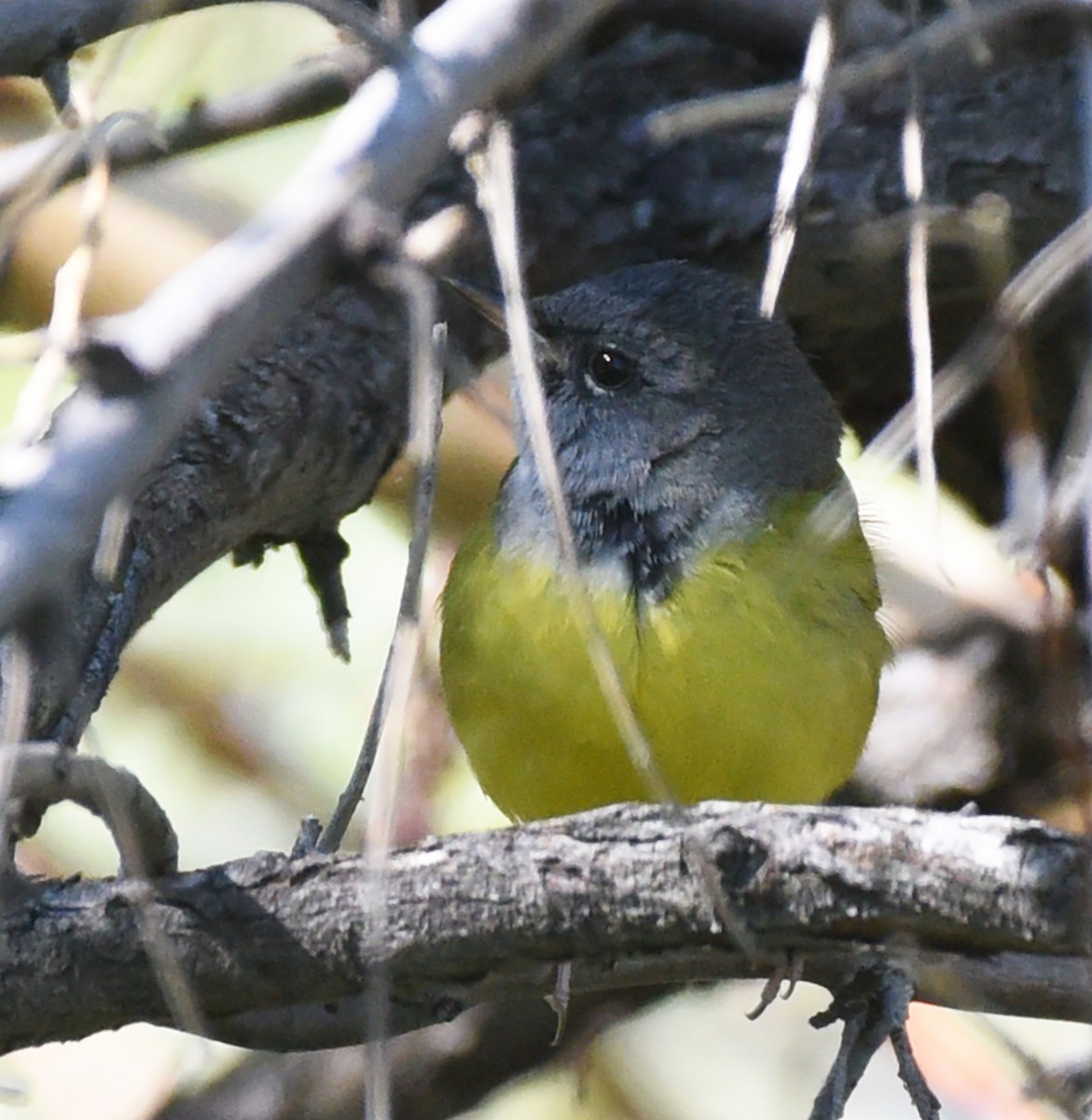 MacGillivray's Warbler - ML619782812