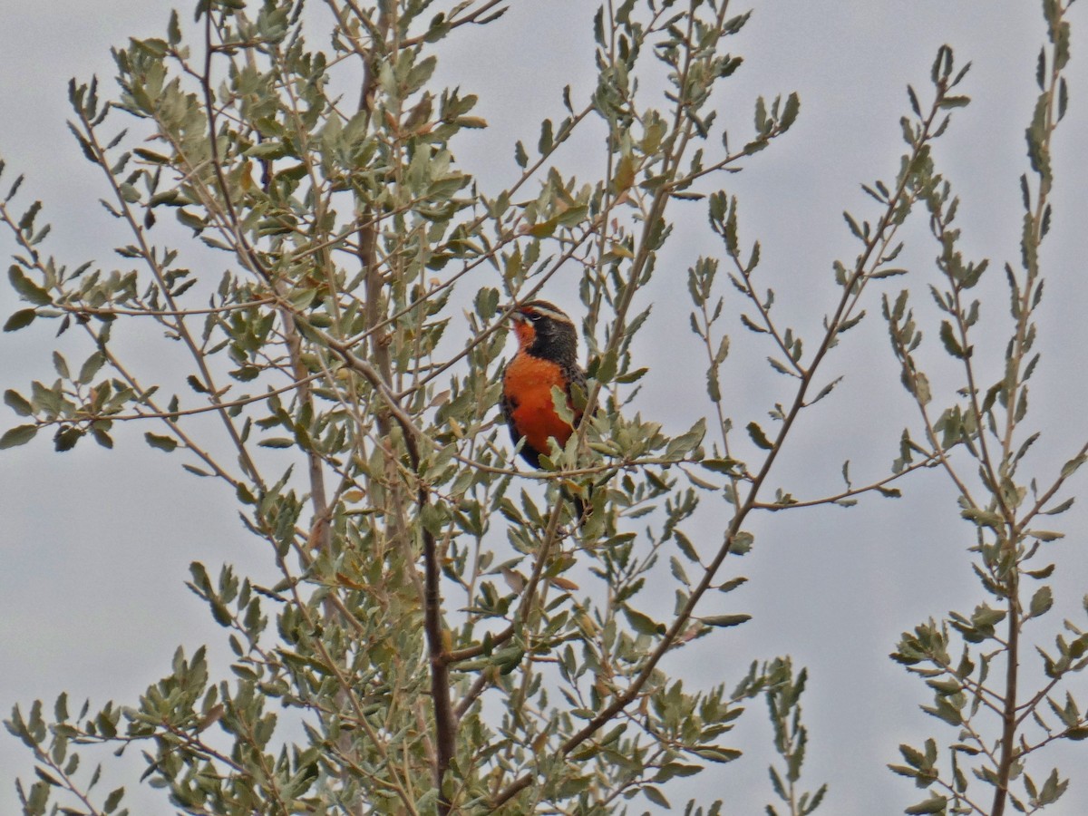 Long-tailed Meadowlark - ML619782822