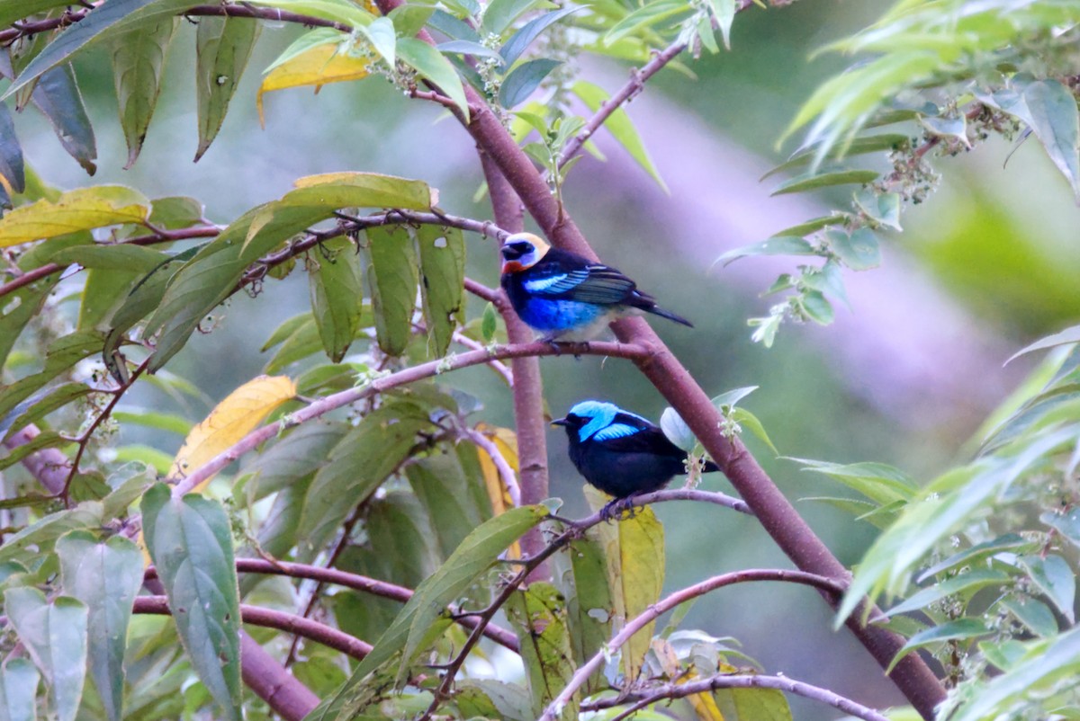 Golden-hooded Tanager - ML619782825