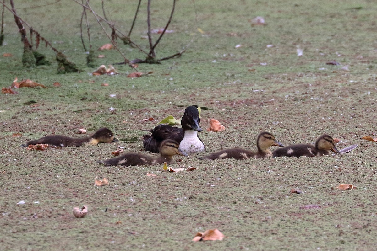 Mallard (Domestic type) - ML619782830