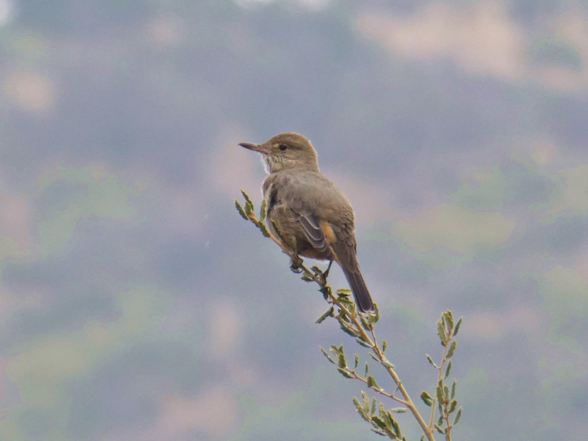 Great Shrike-Tyrant - ML619782836