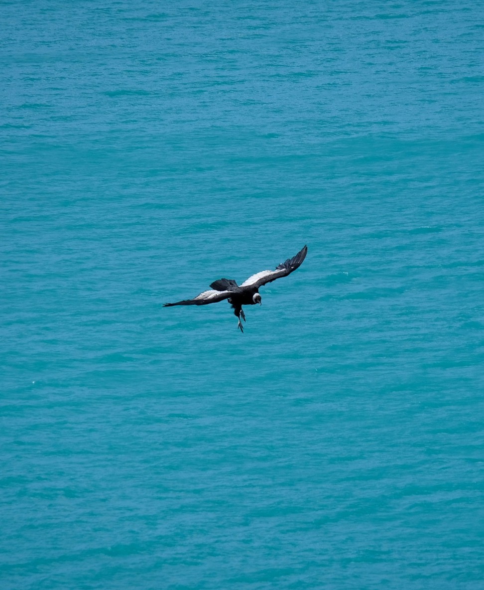 Andean Condor - ML619782842