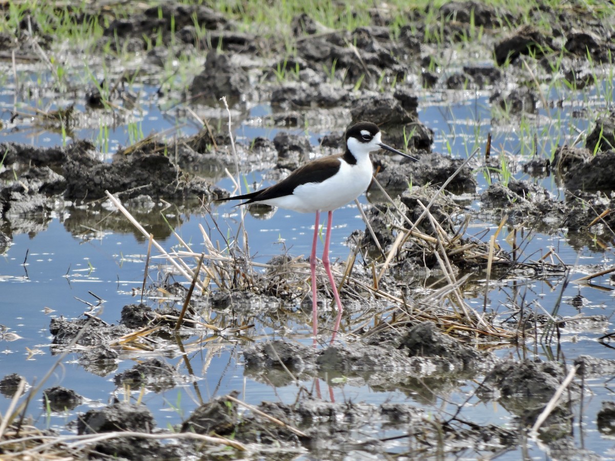 Black-necked Stilt - ML619782843