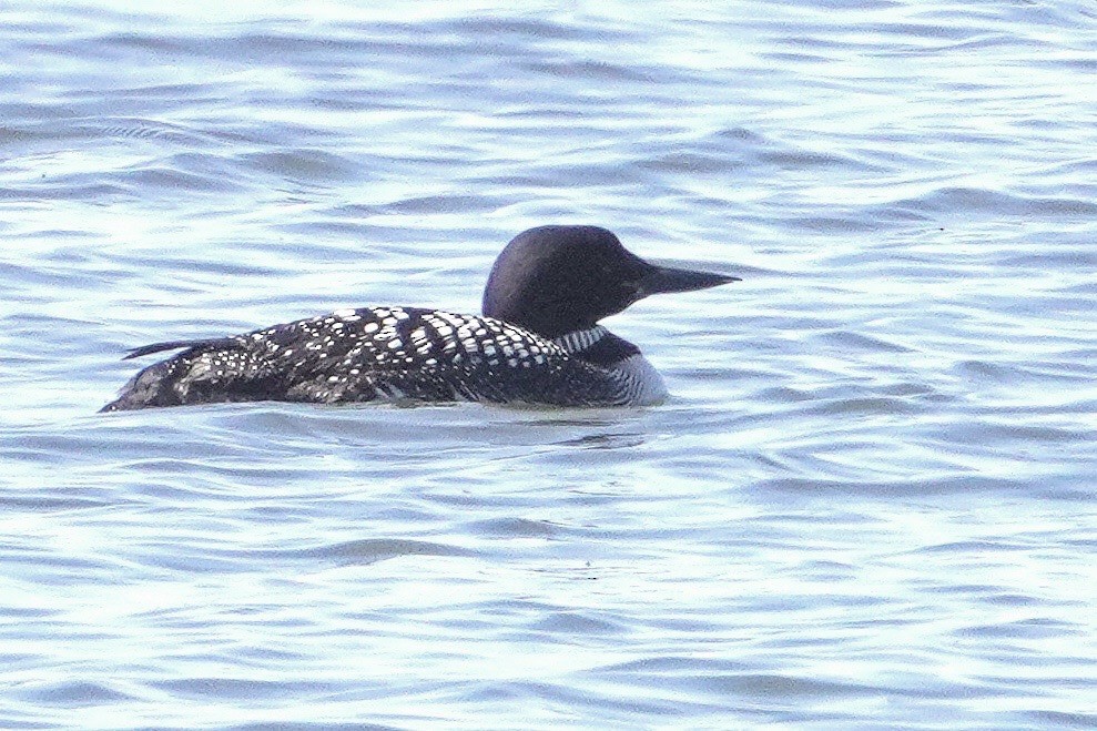 Common Loon - ML619782846