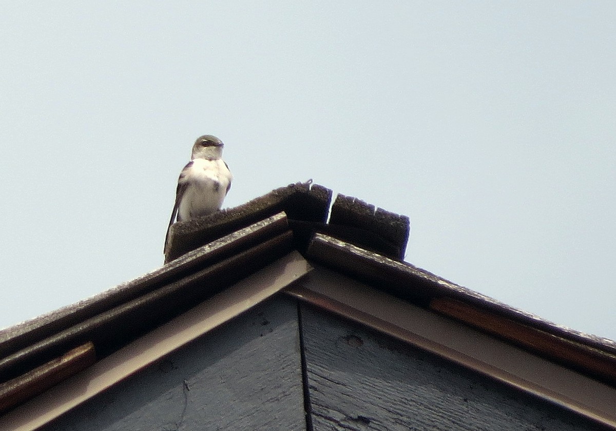 Golondrina Verdemar - ML619782884