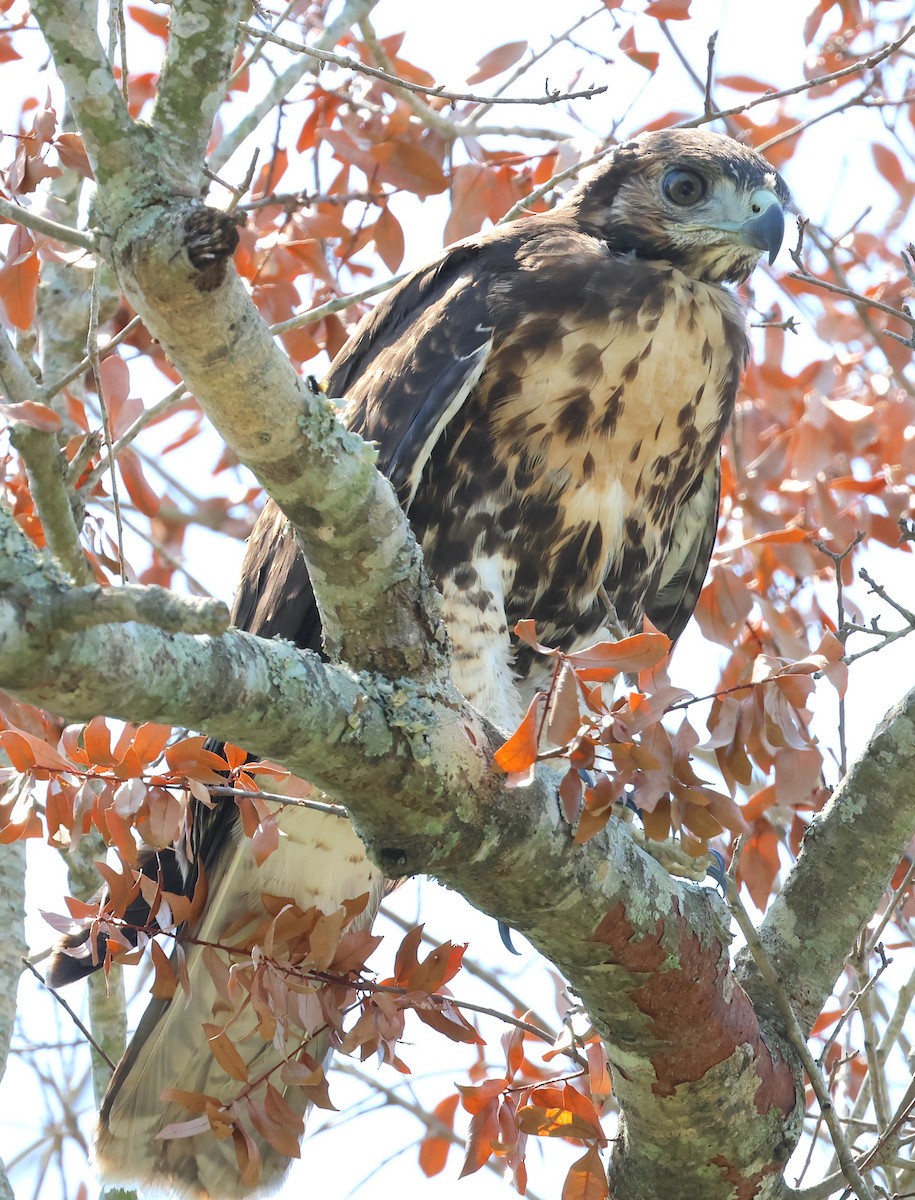 Red-tailed Hawk - ML619782885