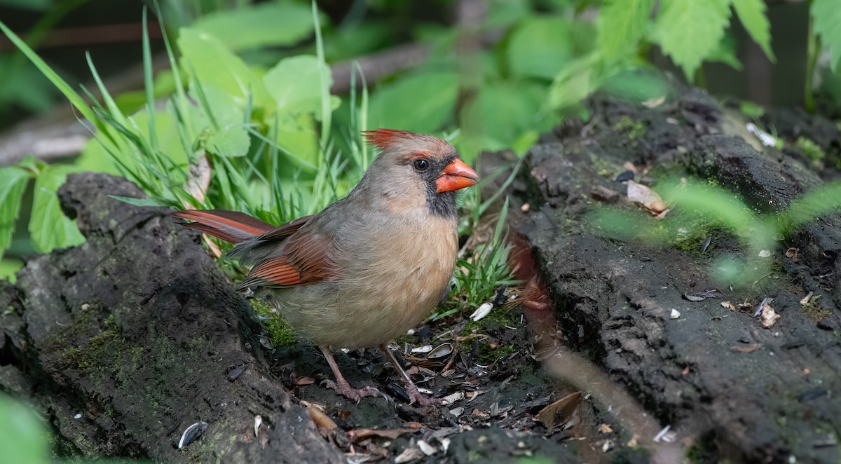 Cardinal rouge - ML619782898