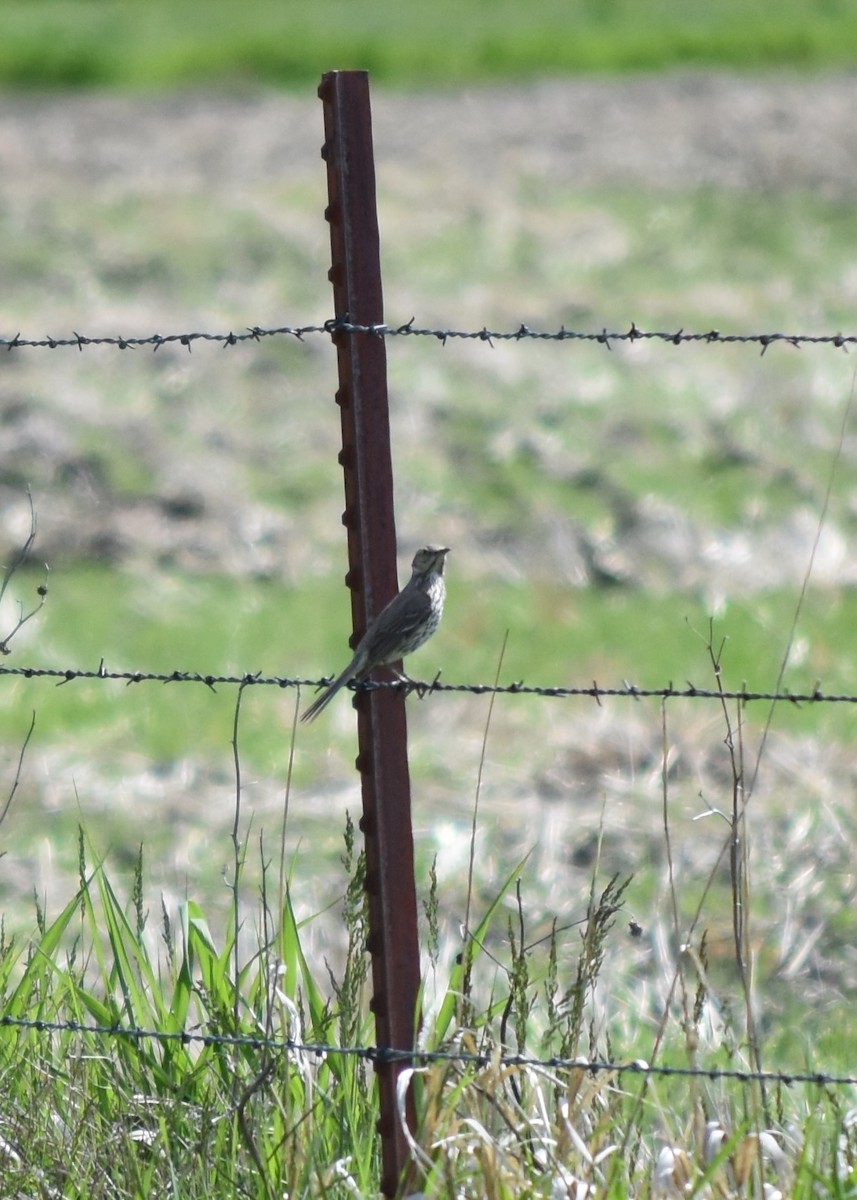 Sage Thrasher - ML619782902