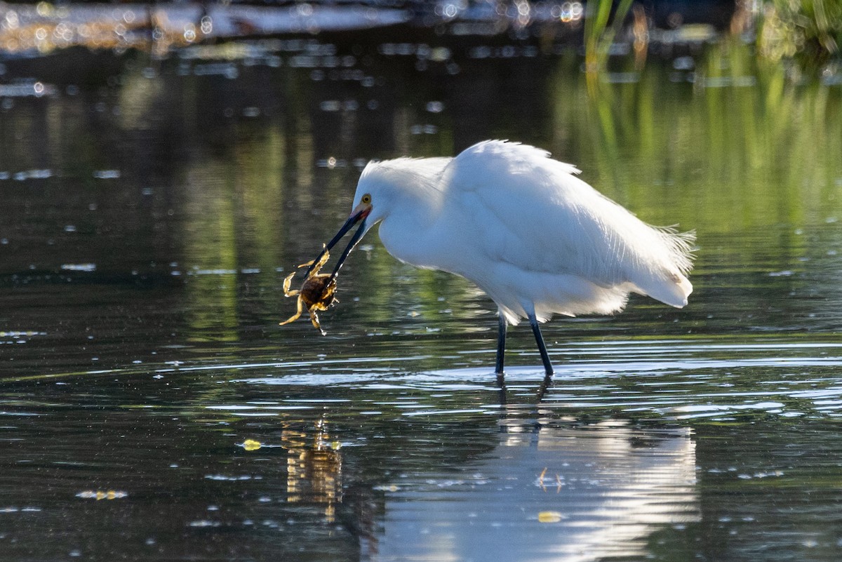 Snowy Egret - ML619782904