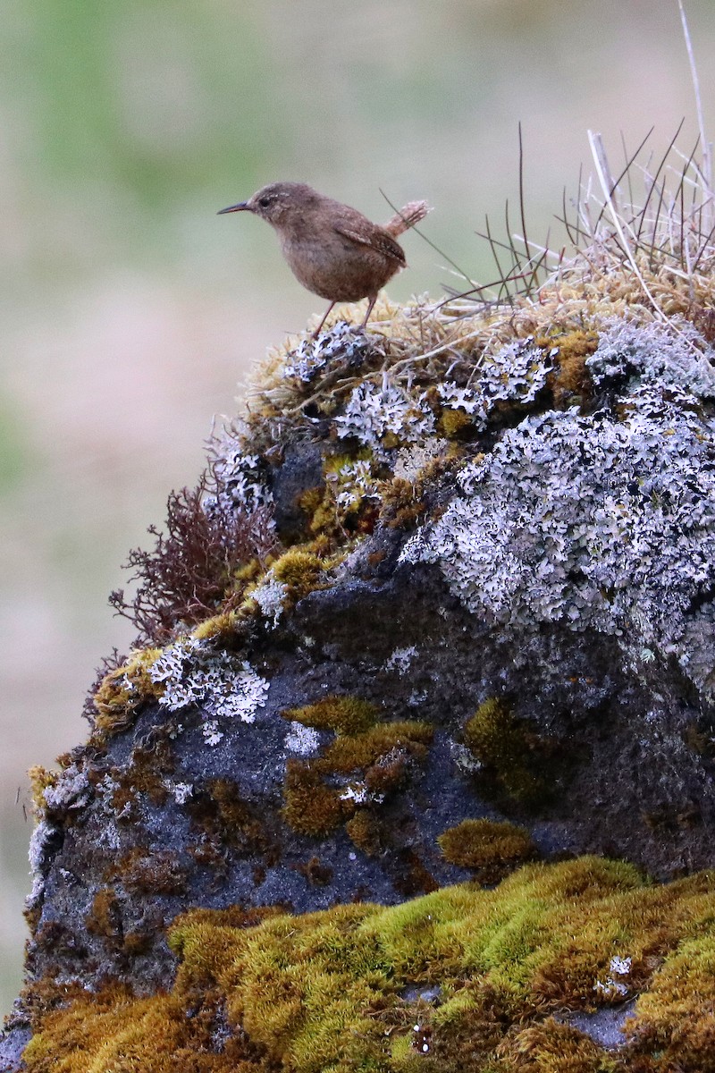 Pacific Wren - ML619782910