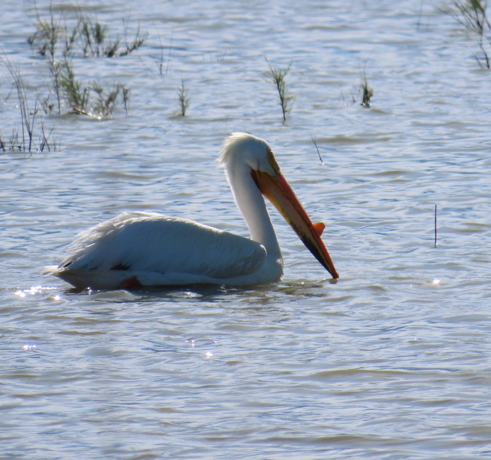 American White Pelican - ML619782917