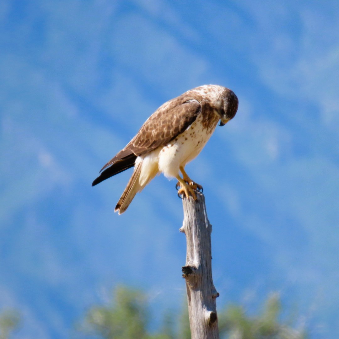 Swainson's Hawk - ML619782937