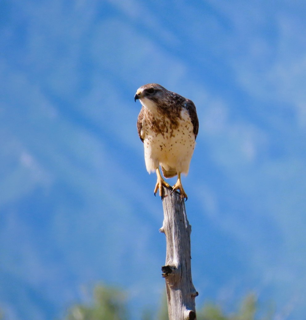 Swainson's Hawk - ML619782939