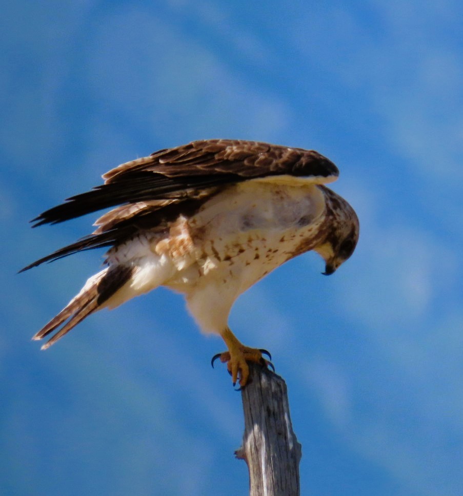 Swainson's Hawk - ML619782940