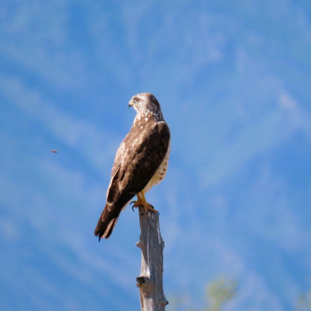 Swainson's Hawk - ML619782941