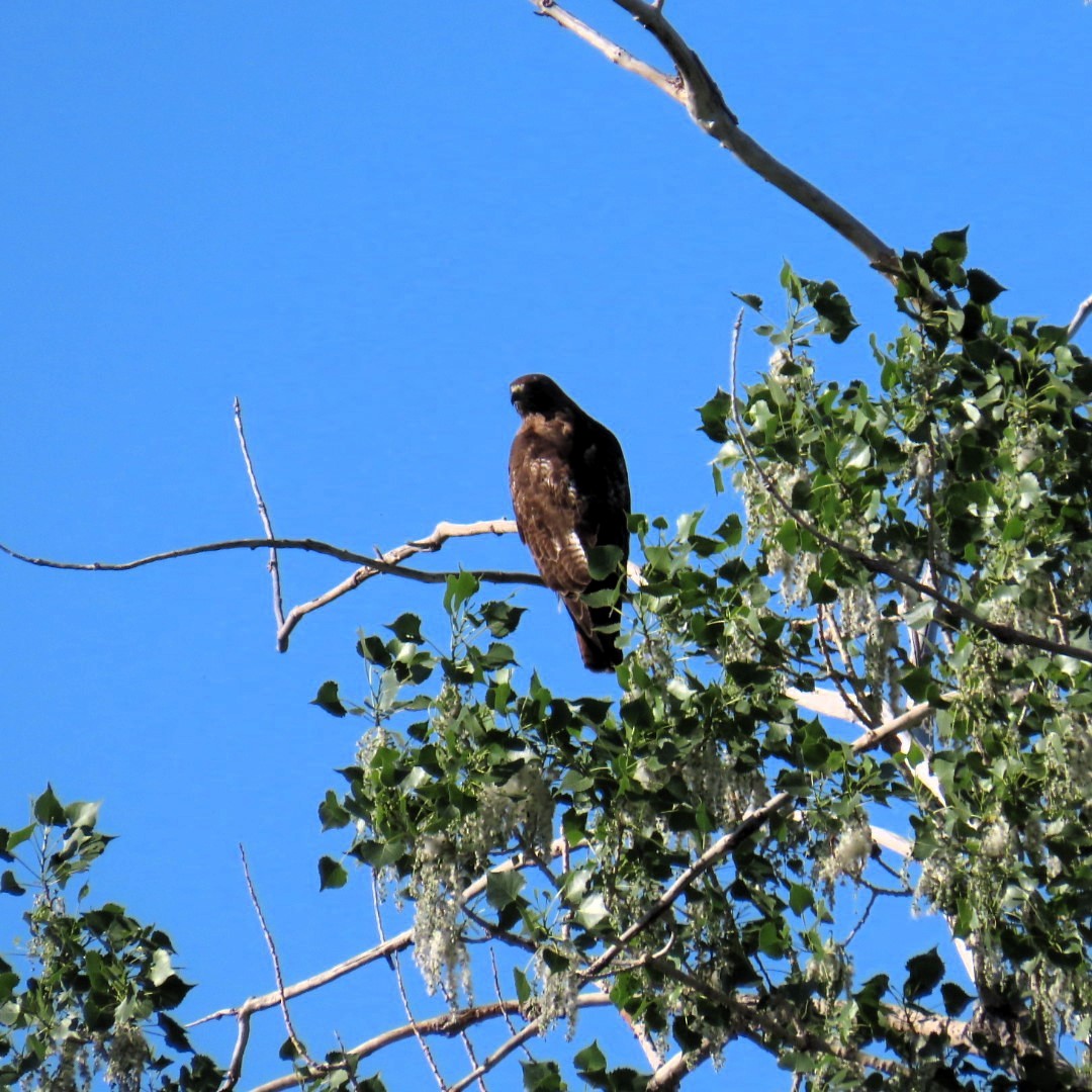 Red-tailed Hawk - ML619782950