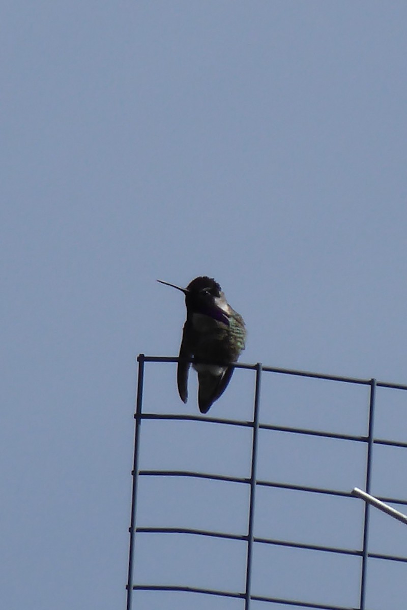 Costa's Hummingbird - ML619782954