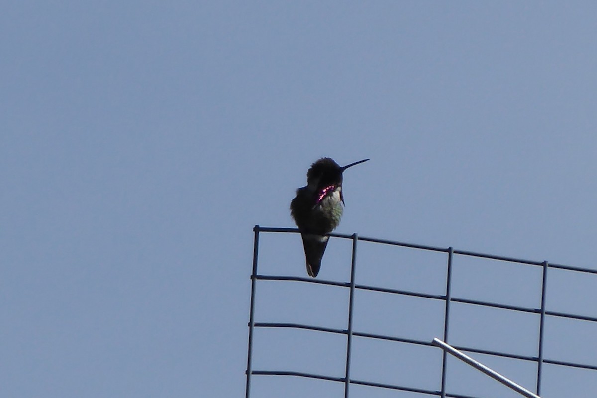 Costa's Hummingbird - ML619782955