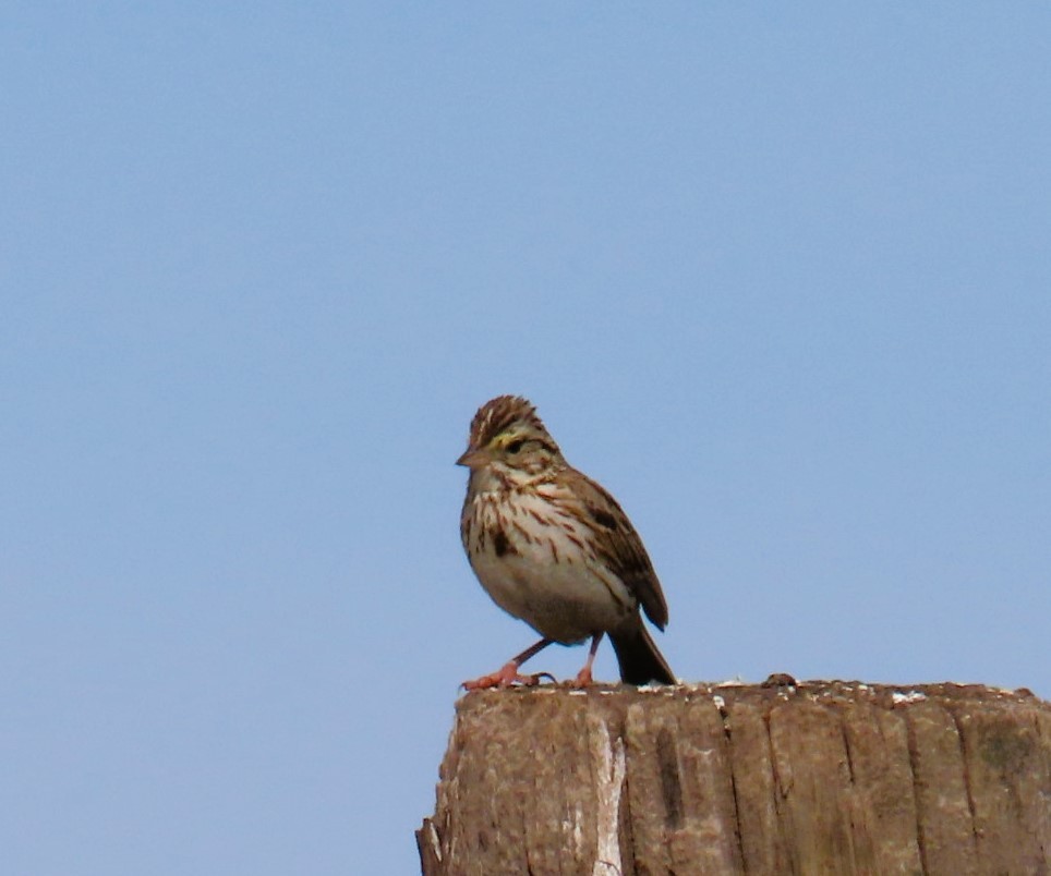 Savannah Sparrow - ML619782958