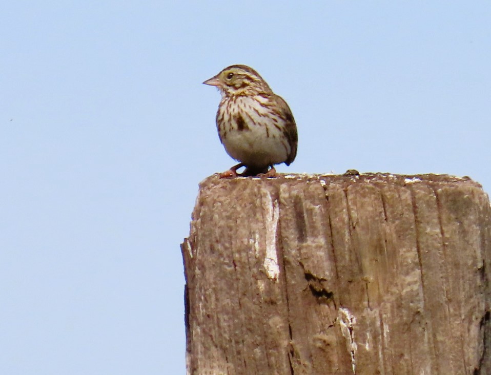 Savannah Sparrow - ML619782960