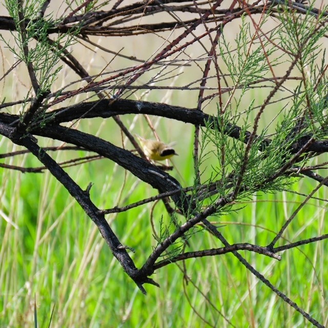 Common Yellowthroat - ML619782966