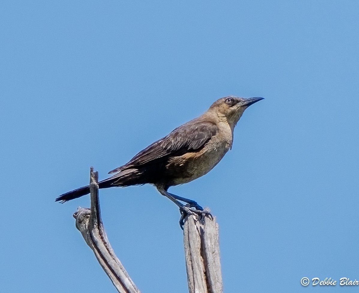 Boat-tailed Grackle - ML619782967