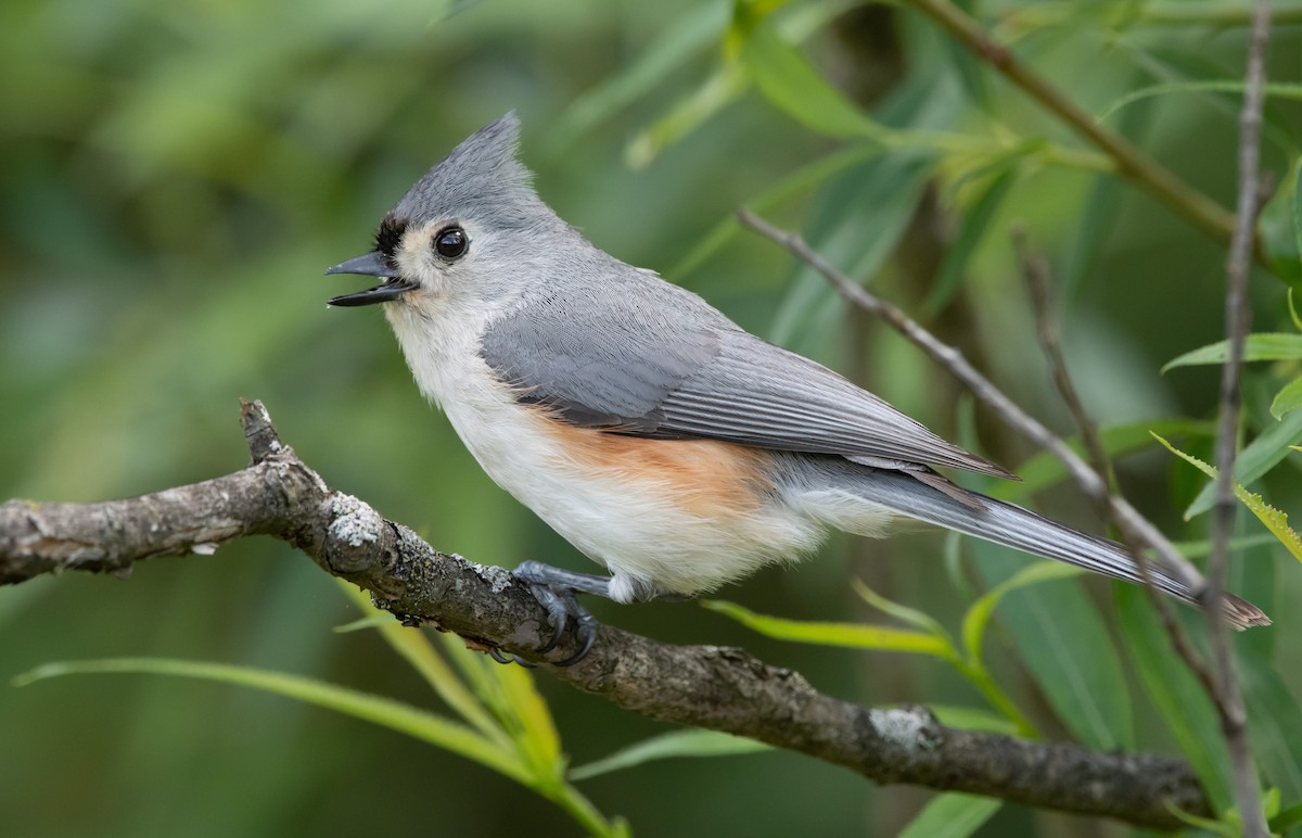 Tufted Titmouse - ML619782973