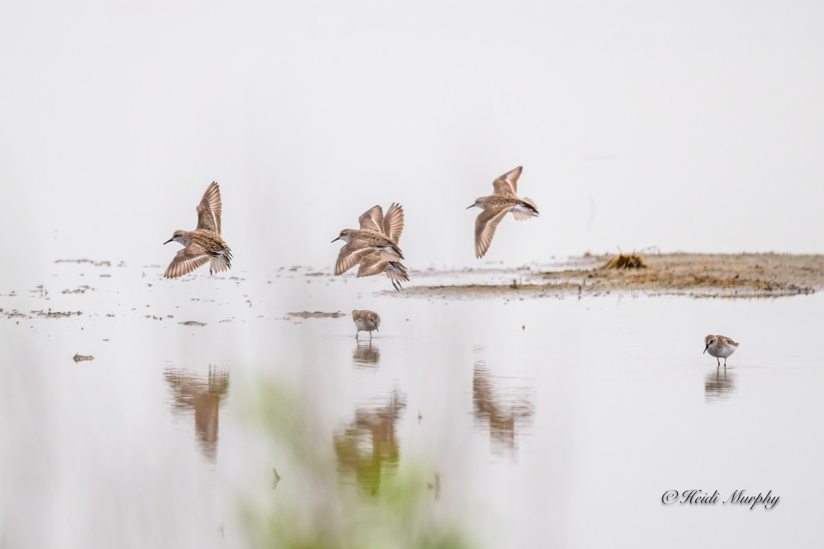 Semipalmated Sandpiper - ML619782990