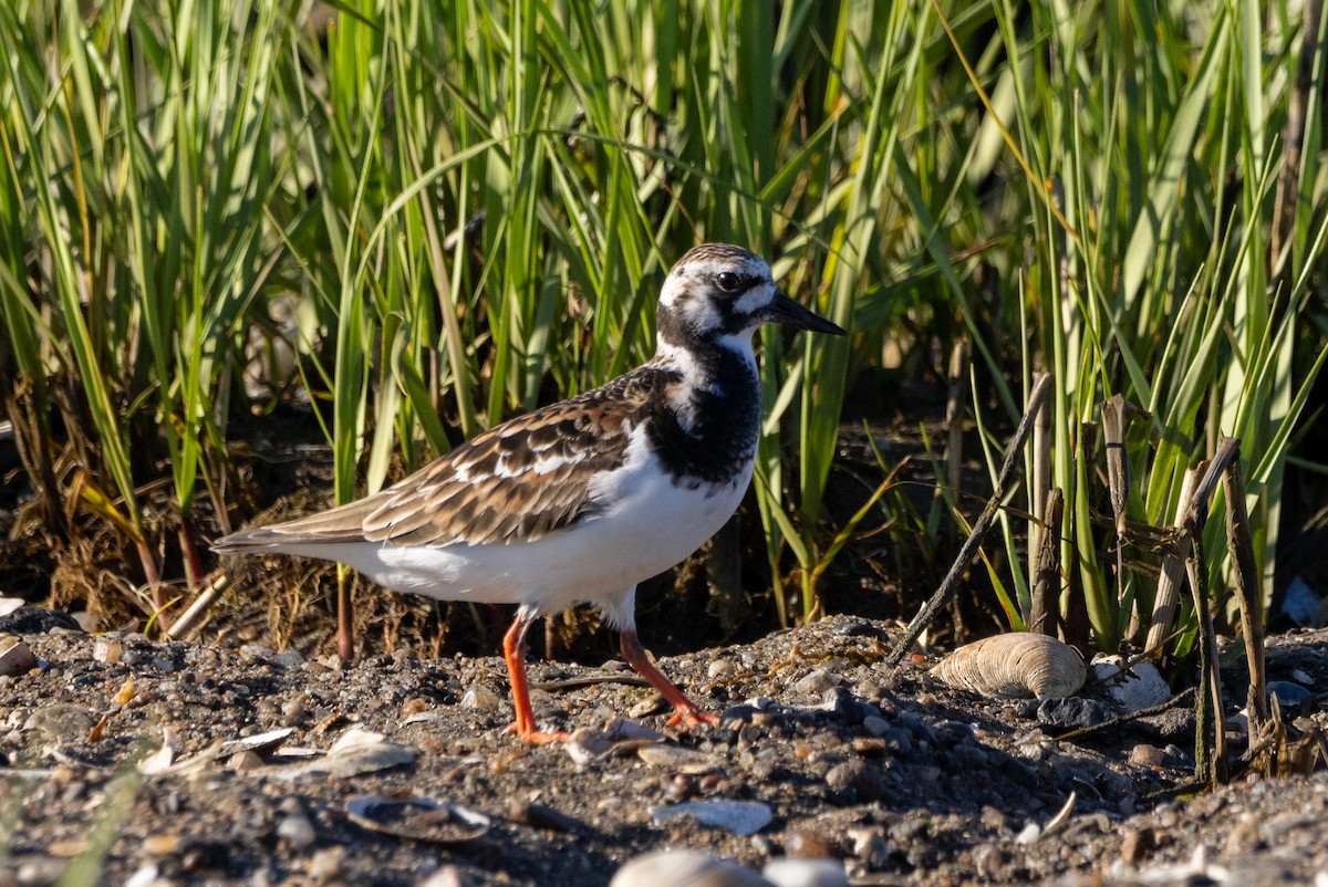 Ruddy Turnstone - ML619782995