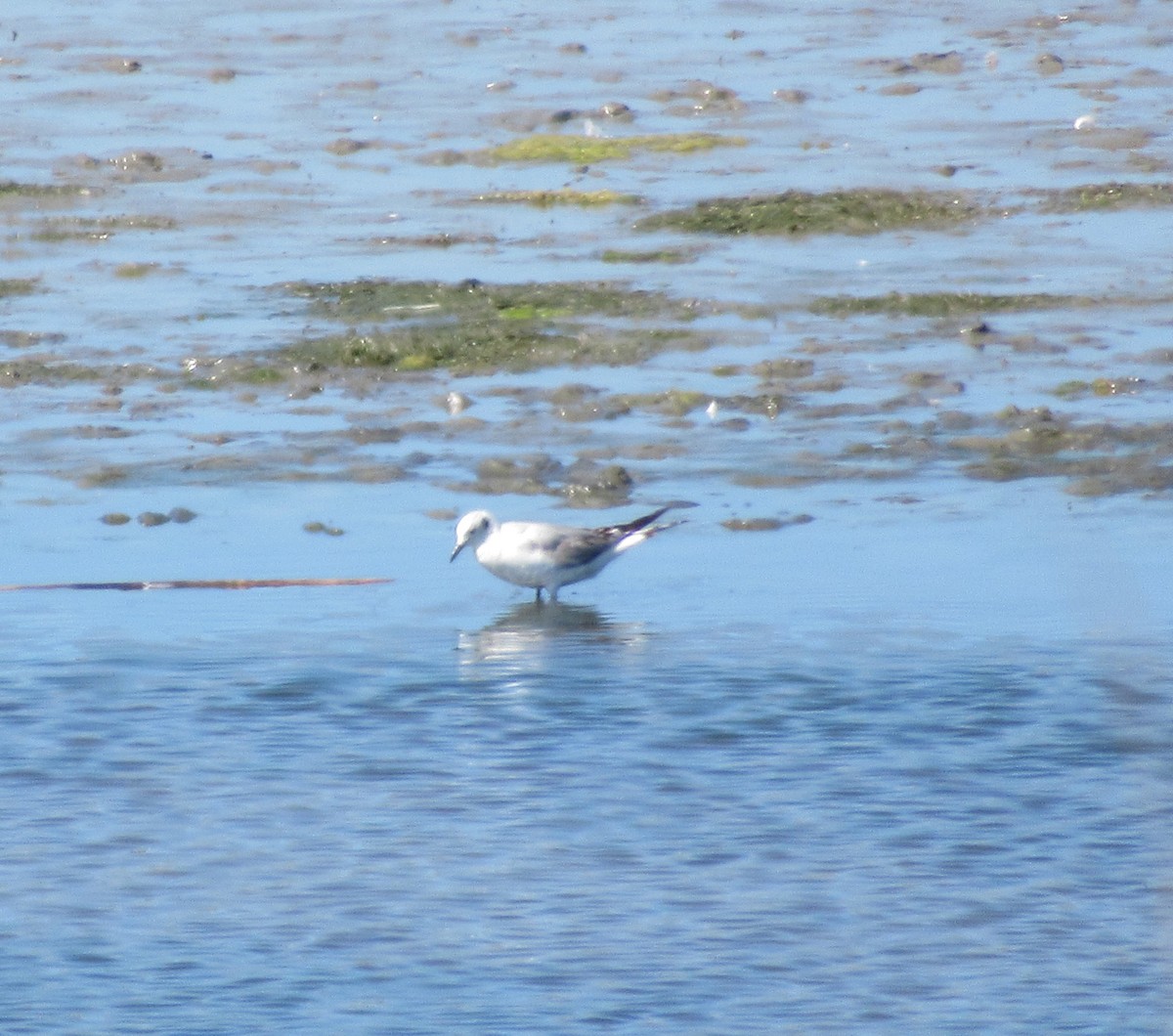 Bonaparte's Gull - ML619783021