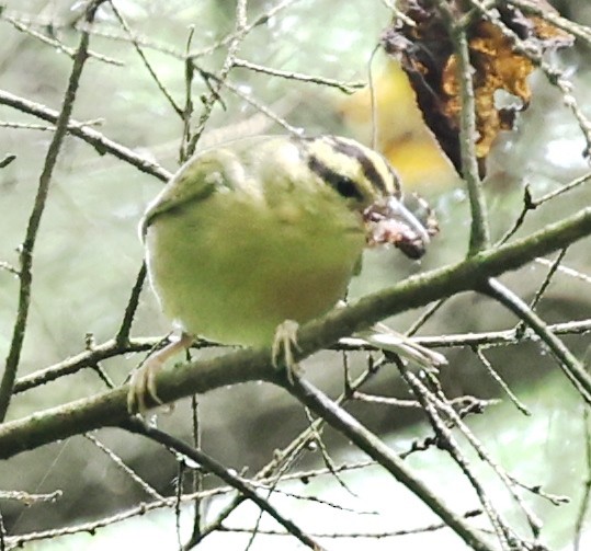 Worm-eating Warbler - ML619783023