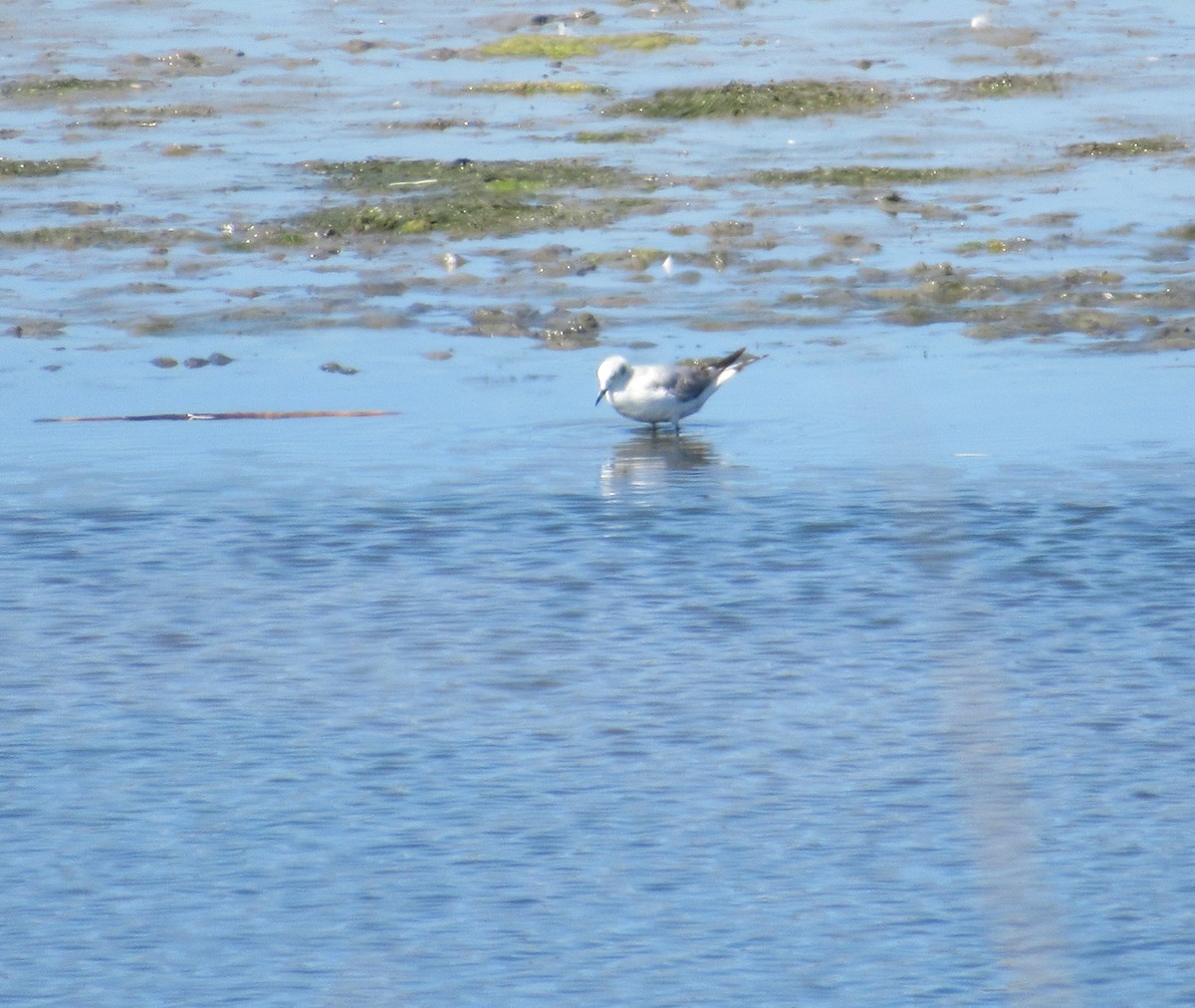 Bonaparte's Gull - ML619783034