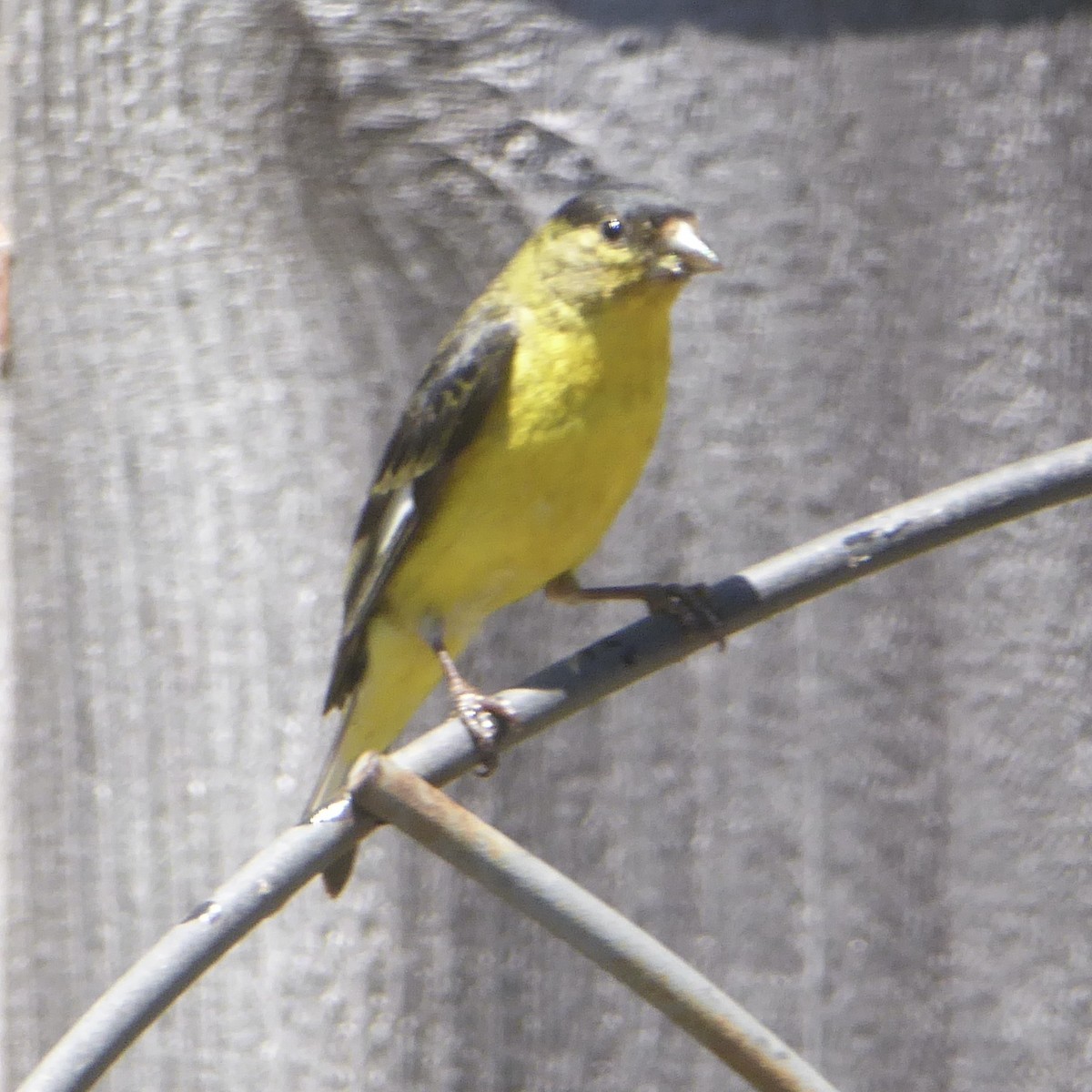 Lesser Goldfinch - ML619783055