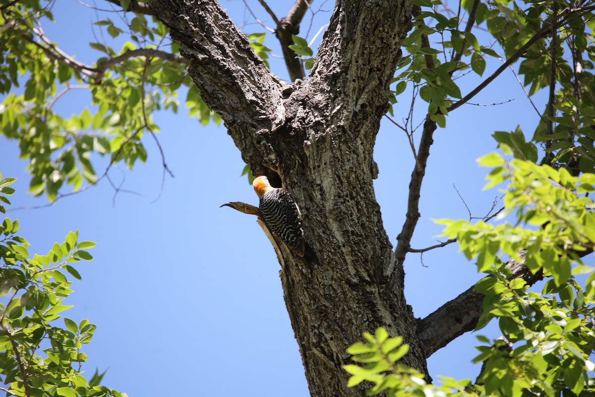 Golden-fronted Woodpecker (Northern) - ML619783061