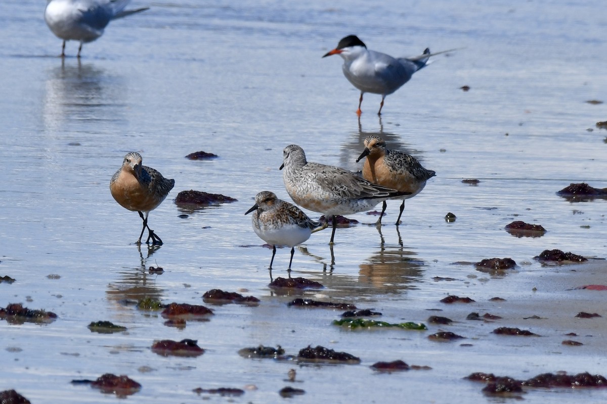 Red Knot - ML619783109