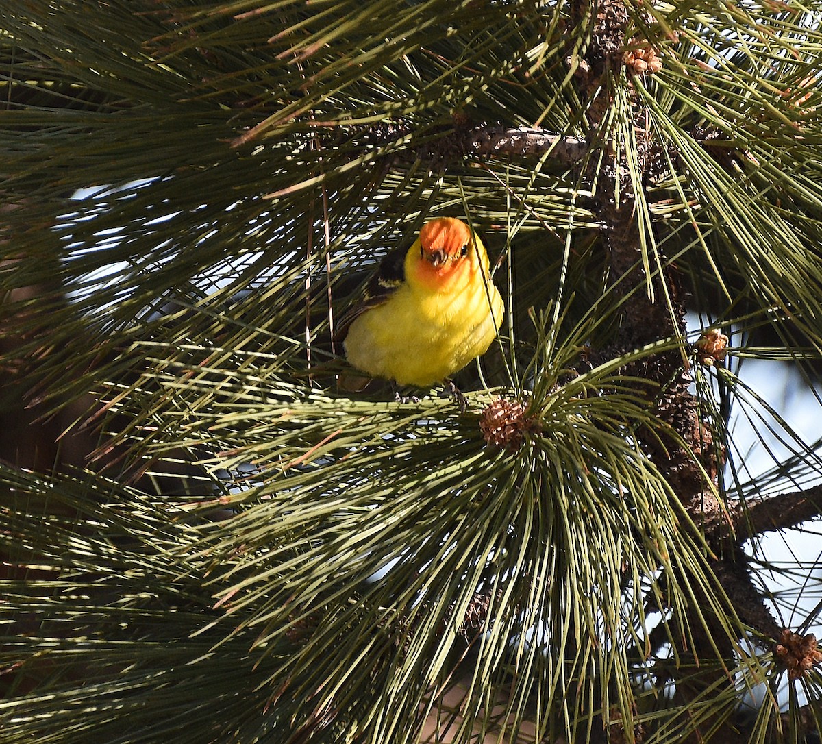 Western Tanager - ML619783117