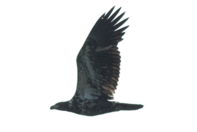 Белоголовый орлан - ML619783130