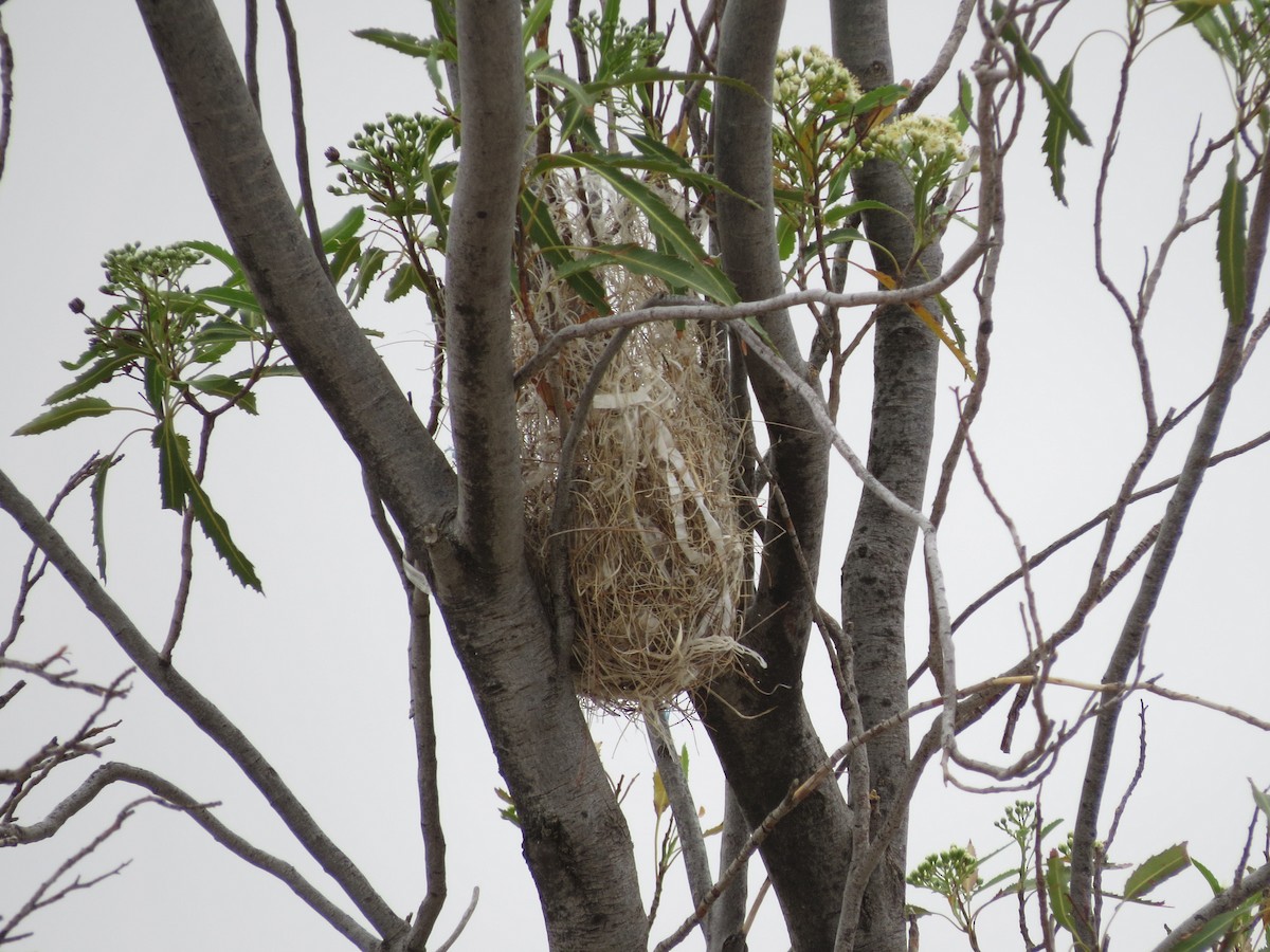 Bullock's Oriole - ML619783137