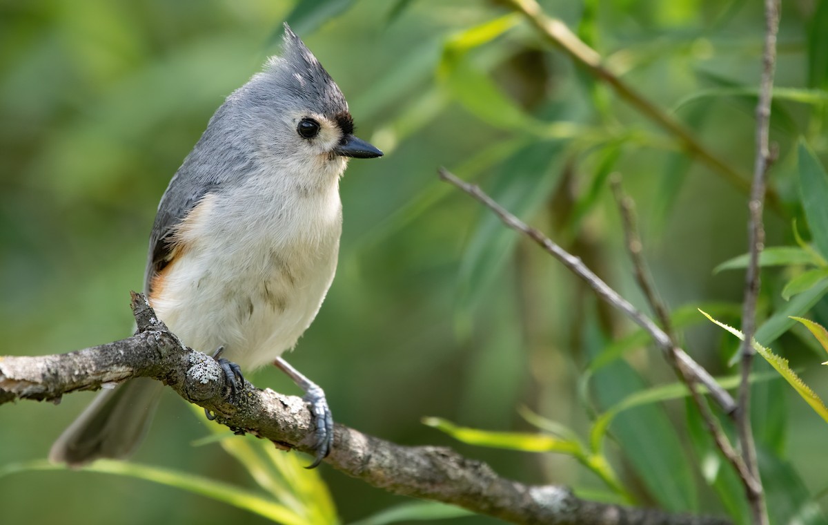 Tufted Titmouse - ML619783159