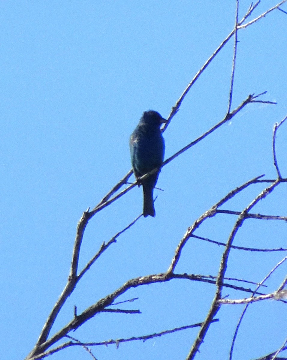 Indigo Bunting - ML619783162