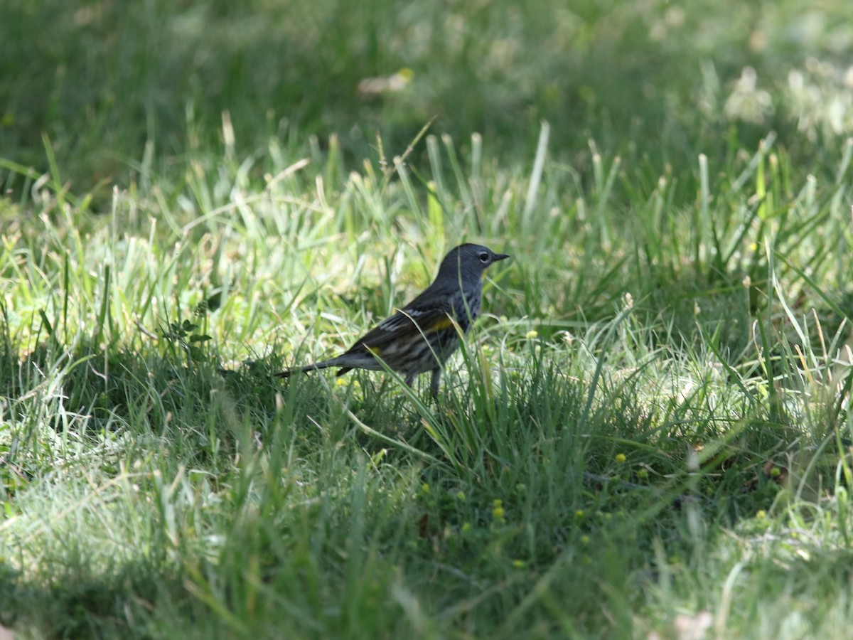 Yellow-rumped Warbler (Audubon's) - ML619783163