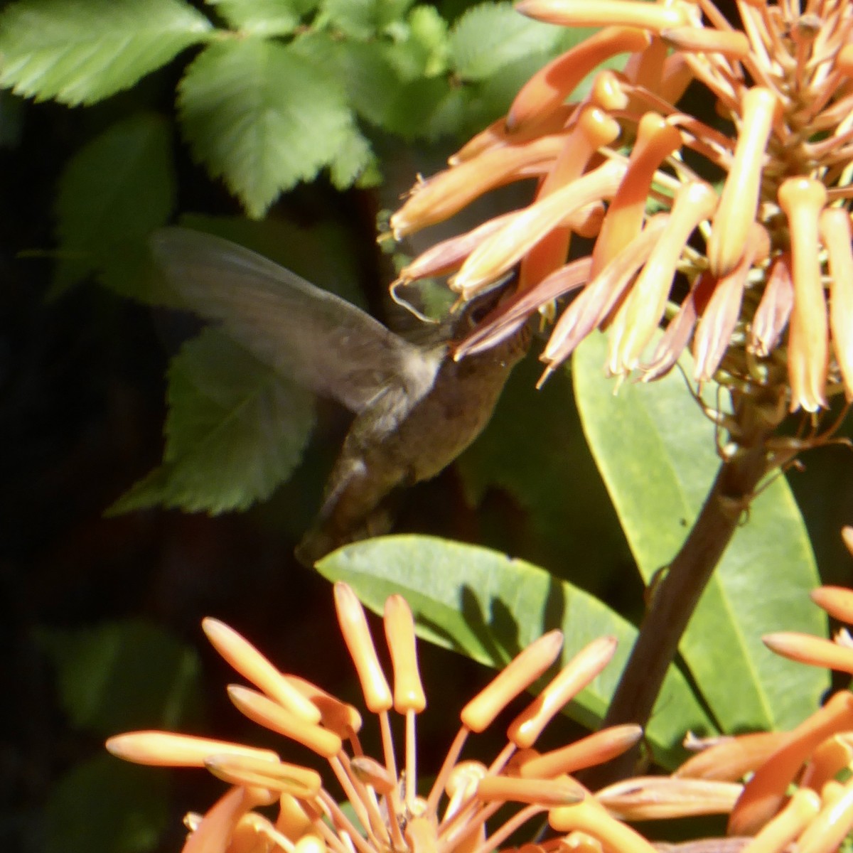 Allen's Hummingbird - ML619783170