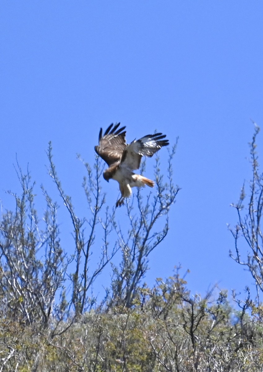 Red-tailed Hawk - ML619783183