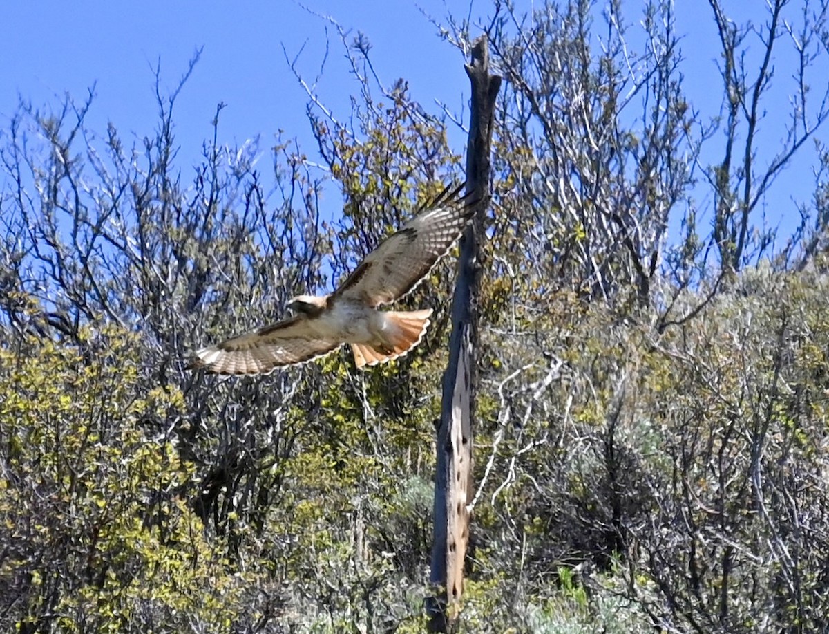 Red-tailed Hawk - ML619783187