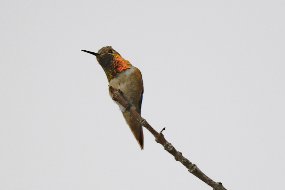 Allen's Hummingbird - Randy Harwood