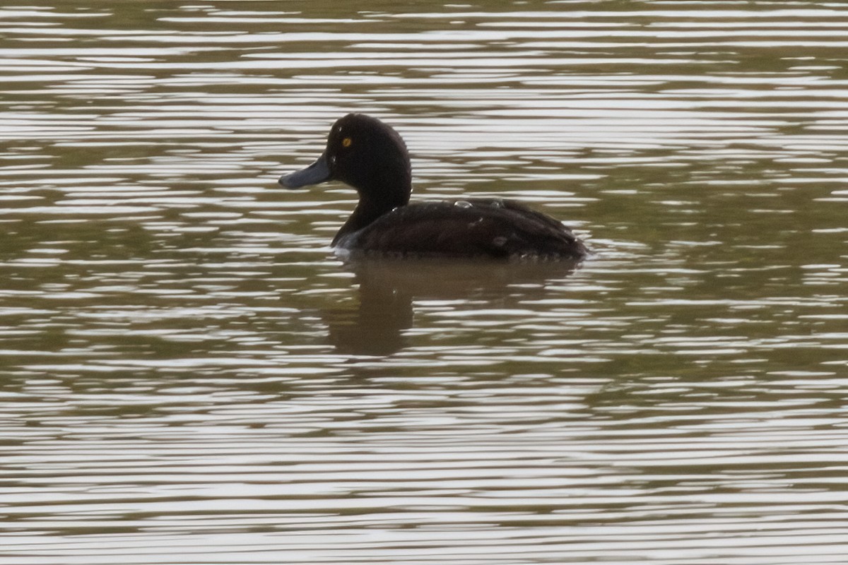 New Zealand Scaup - ML619783226