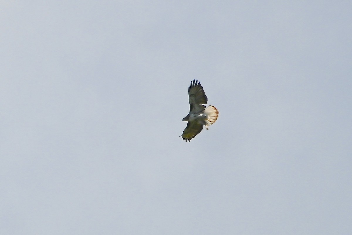 Red-tailed Hawk (Harlan's) - ML619783230