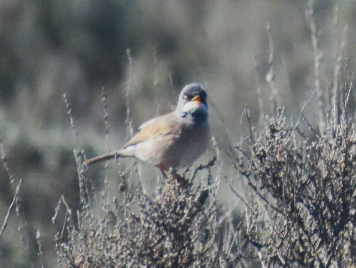 Spectacled Warbler - ML619783233